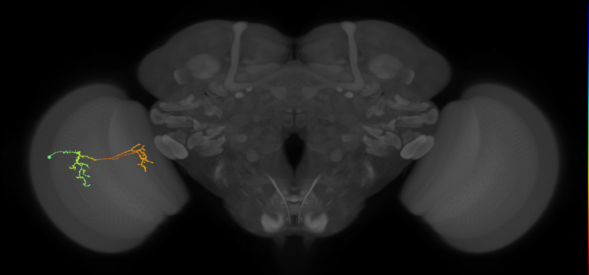 Tm35_L (MaleCNS:524346)