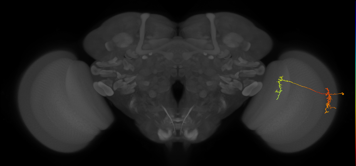 Tm35_R (MaleCNS:71542)