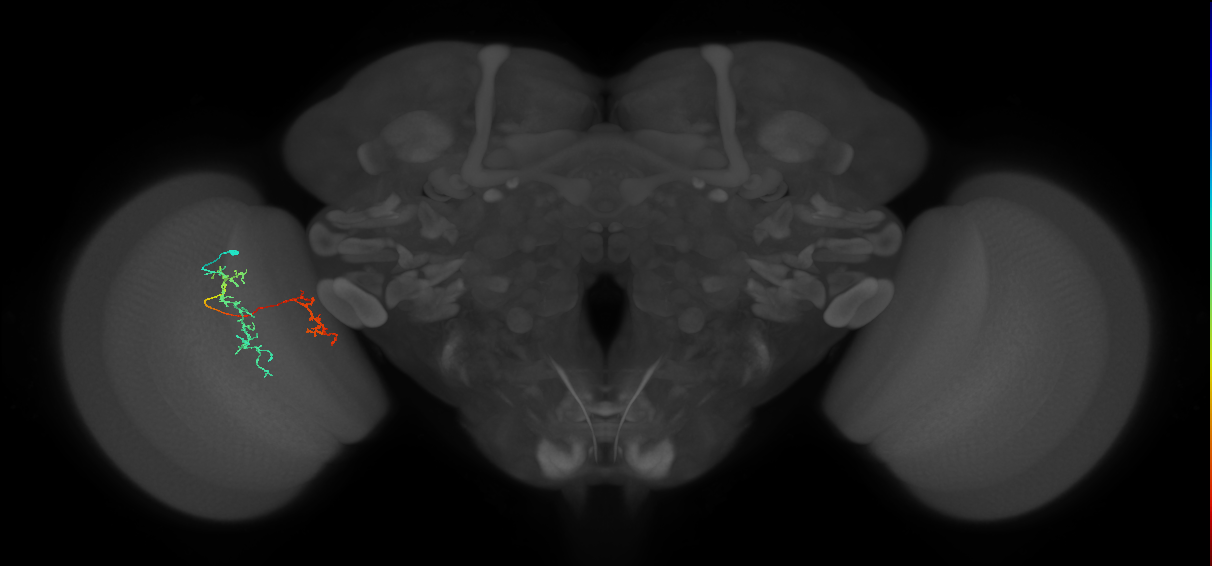 Tm35_L (MaleCNS:529794)