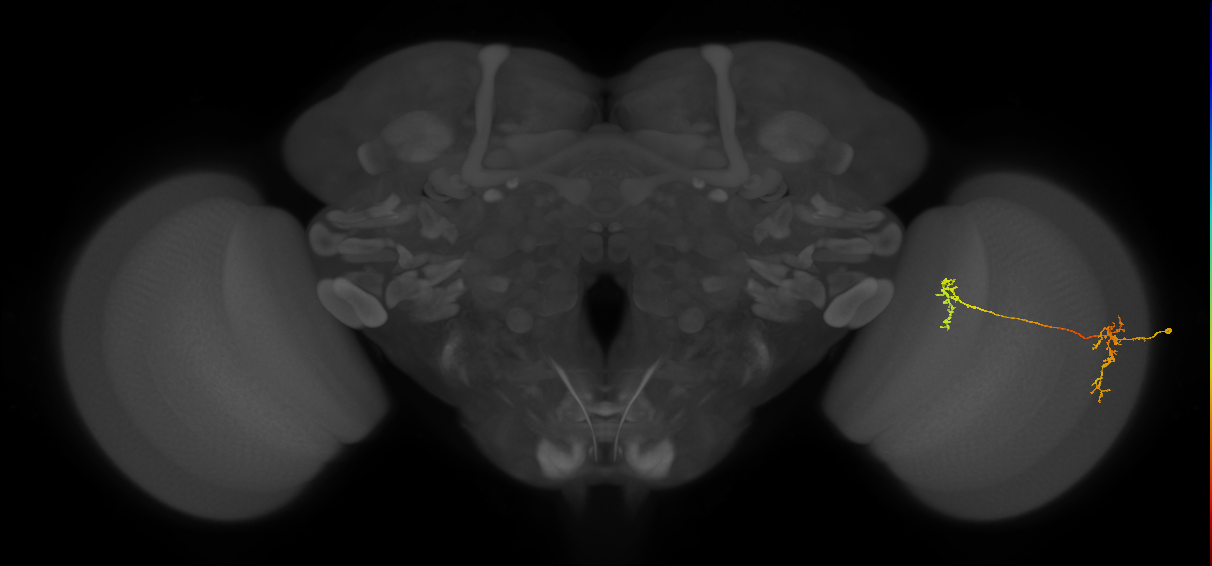Tm35_R (MaleCNS:70804)