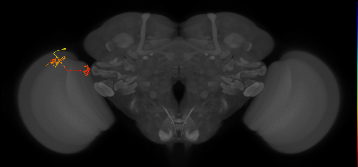 Tm35_L (MaleCNS:65032)