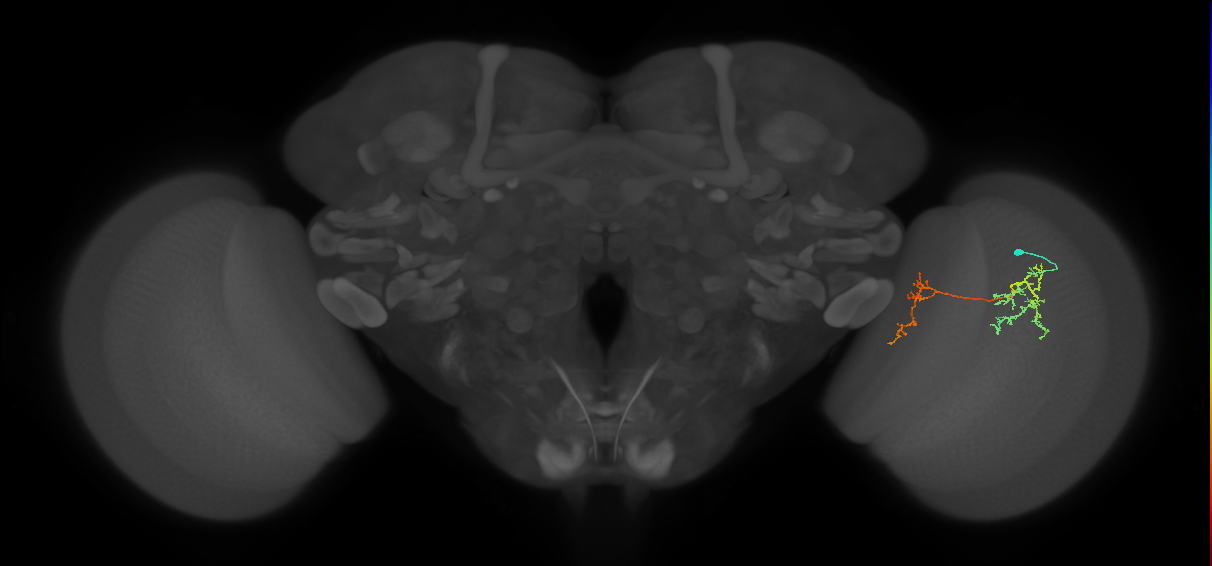 Tm35_R (MaleCNS:73256)