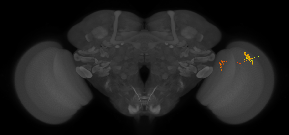 Tm35_R (MaleCNS:70683)