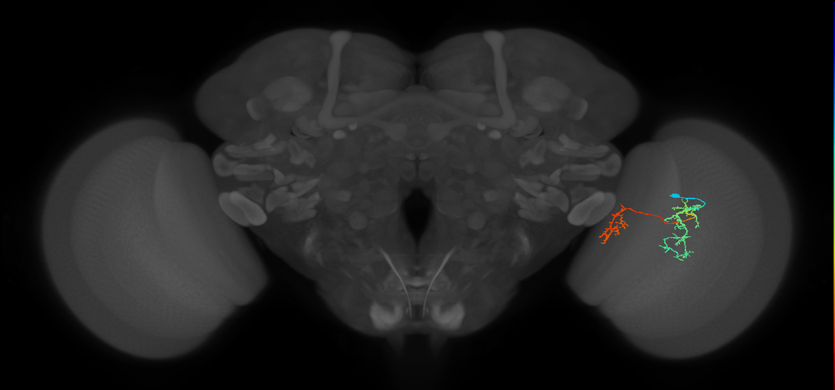 Tm35_R (MaleCNS:65665)