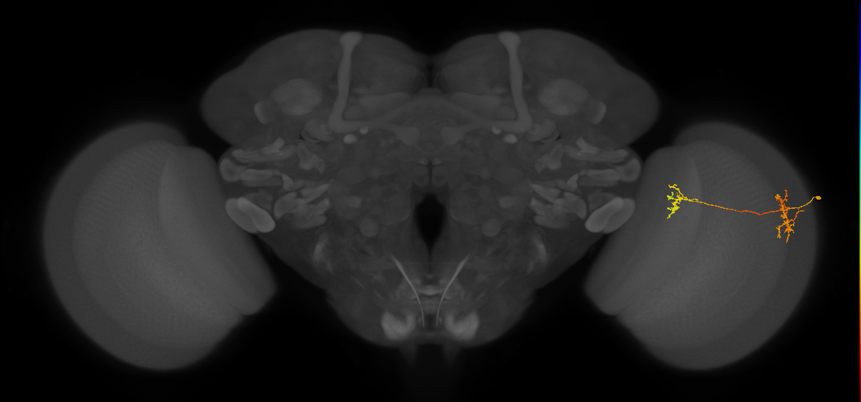 Tm35_R (MaleCNS:71473)