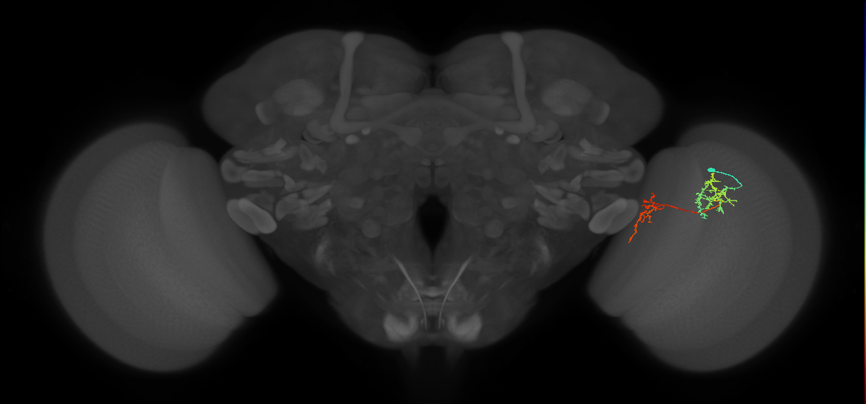 Tm35_R (MaleCNS:74407)