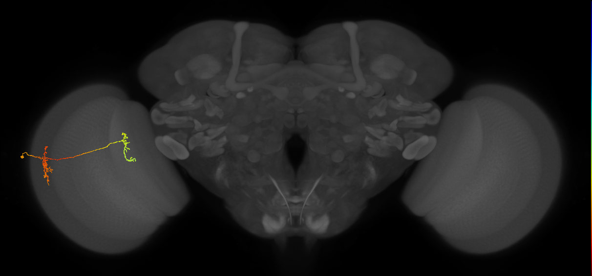 Tm35_L (MaleCNS:524536)