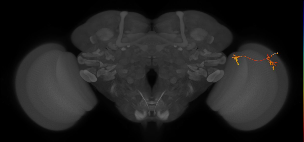 Tm35_R (MaleCNS:76215)