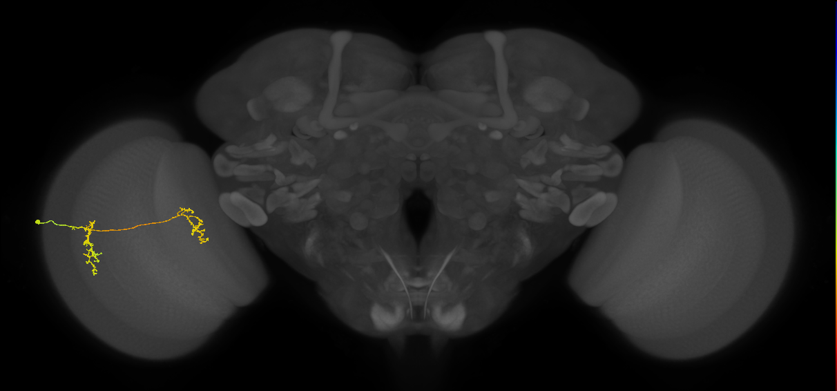 Tm35_L (MaleCNS:533859)