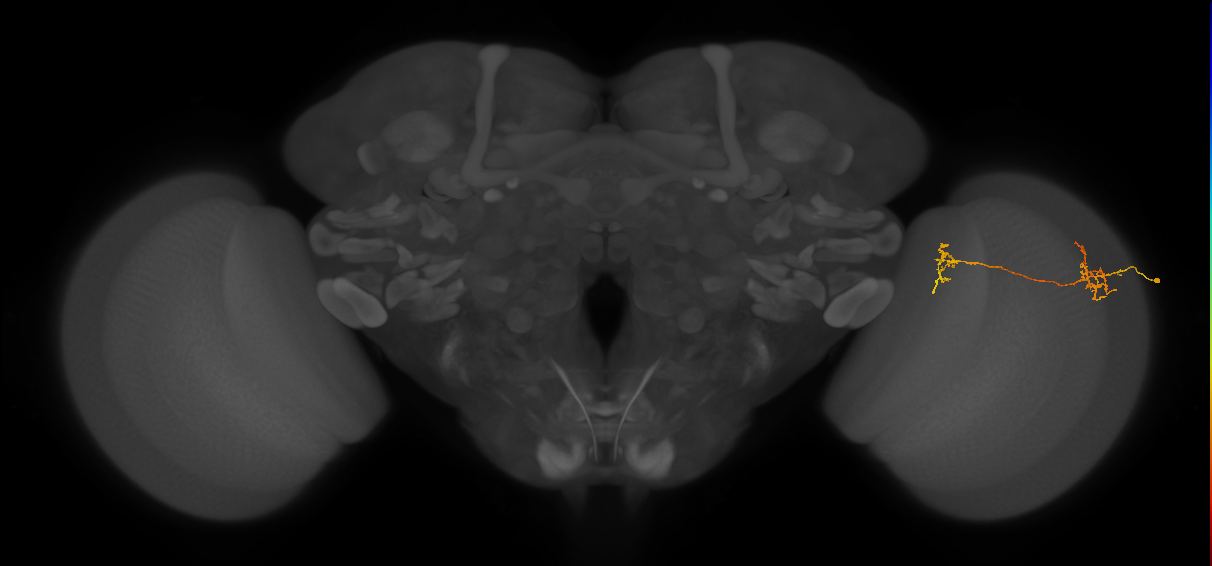 Tm35_R (MaleCNS:82827)