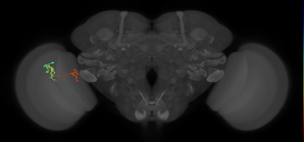 Tm35_L (MaleCNS:512115)