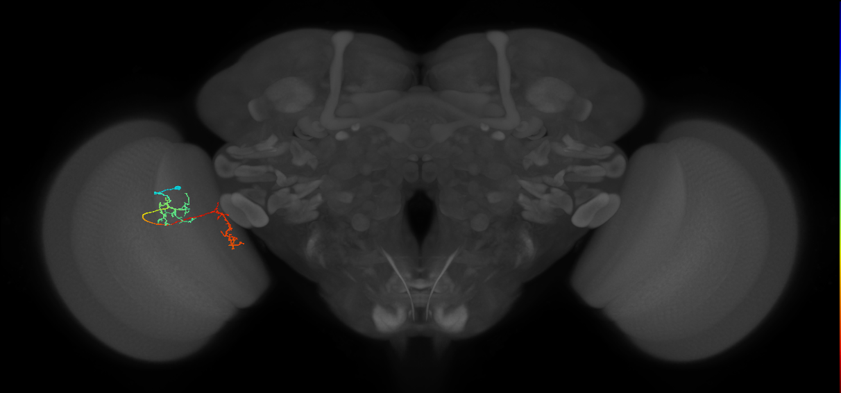 Tm35_L (MaleCNS:128576)