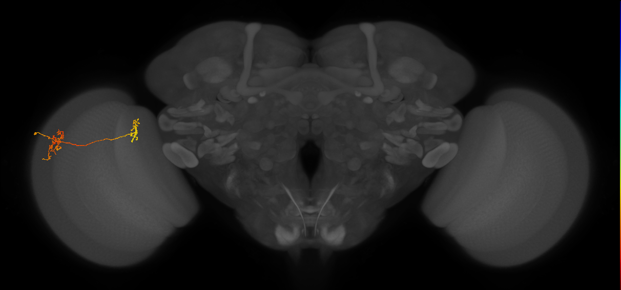 Tm35_L (MaleCNS:76266)