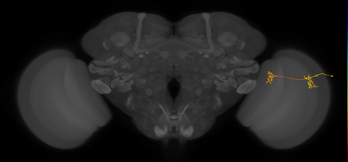 Tm35_R (MaleCNS:79842)