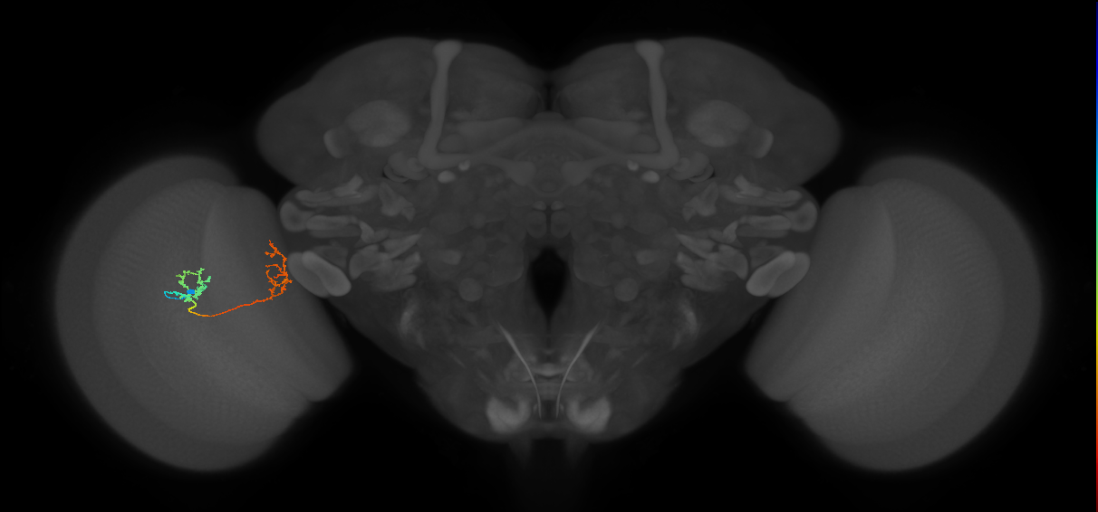 Tm35_L (MaleCNS:69351)