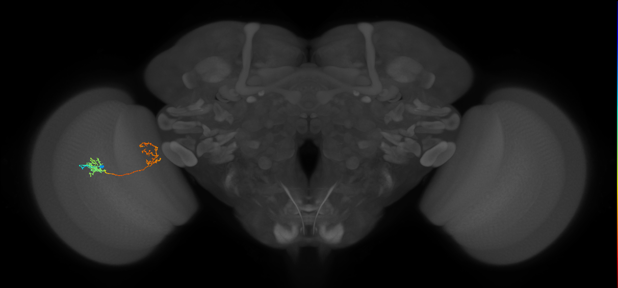 Tm35_L (MaleCNS:405417)