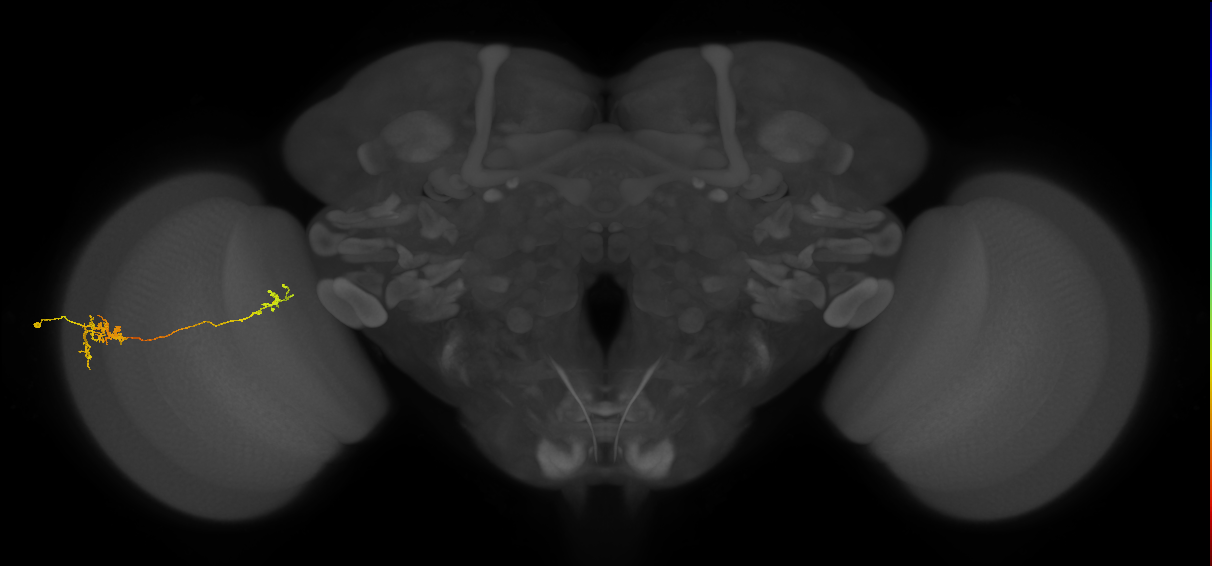 Tm36_L (MaleCNS:163578)