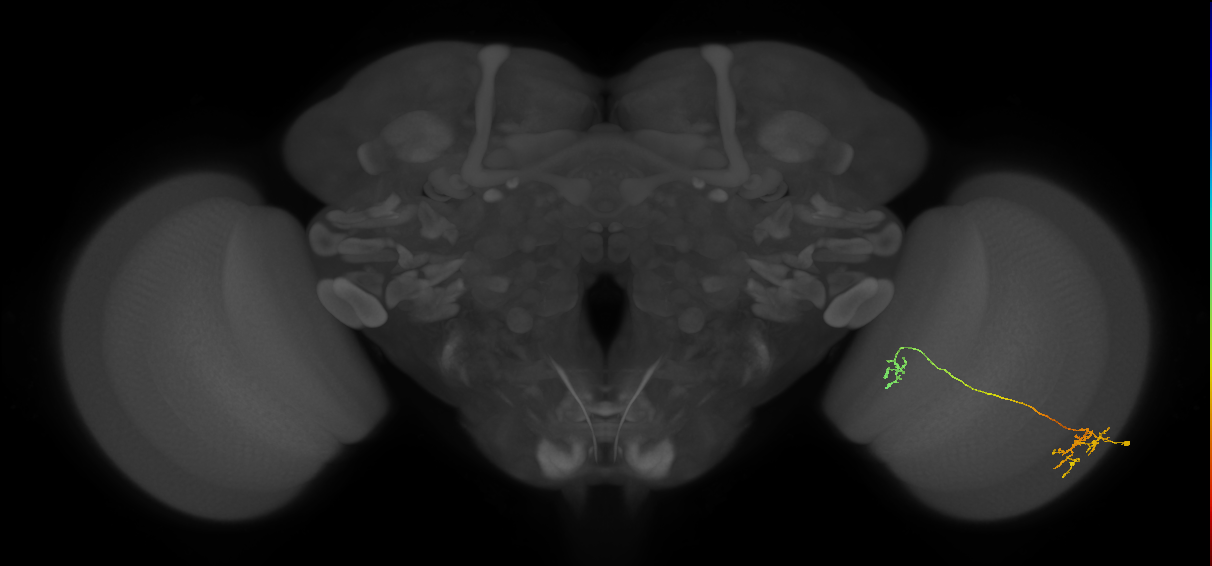 Tm36_R (MaleCNS:69087)
