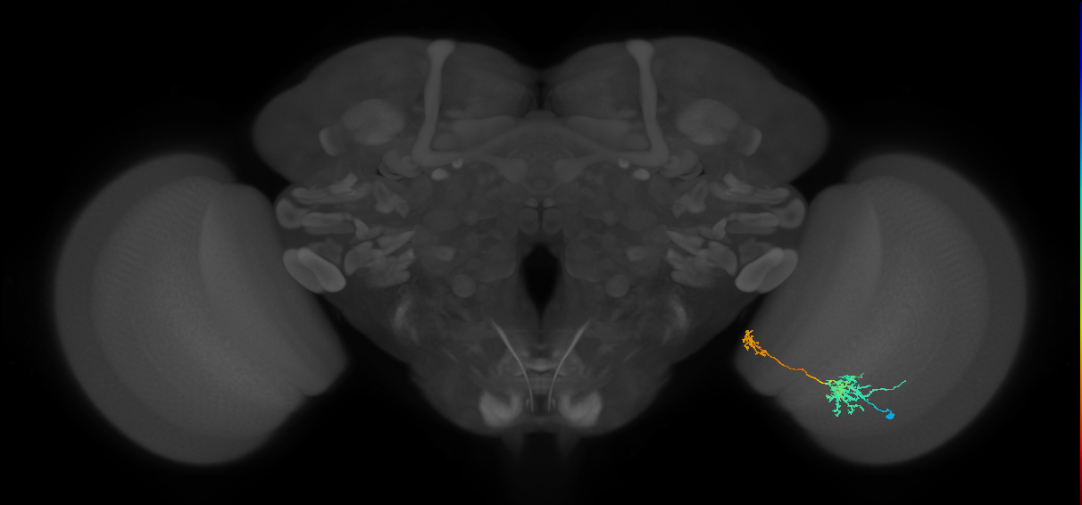Tm36_R (MaleCNS:57906)