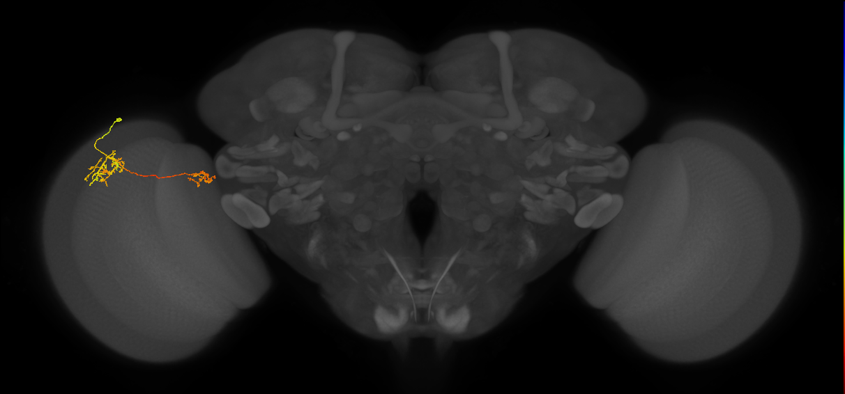 Tm36_L (MaleCNS:60189)