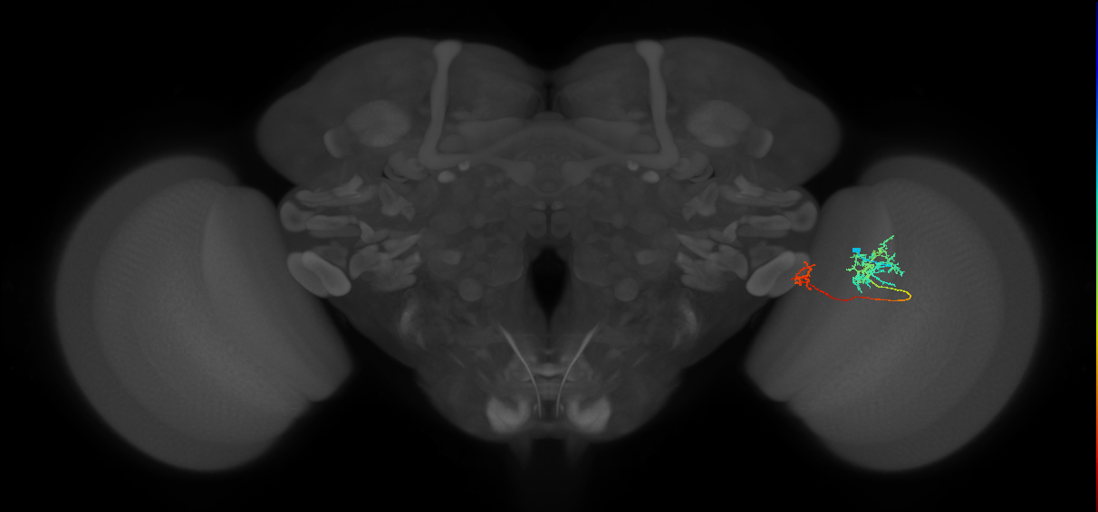 Tm36_R (MaleCNS:73569)