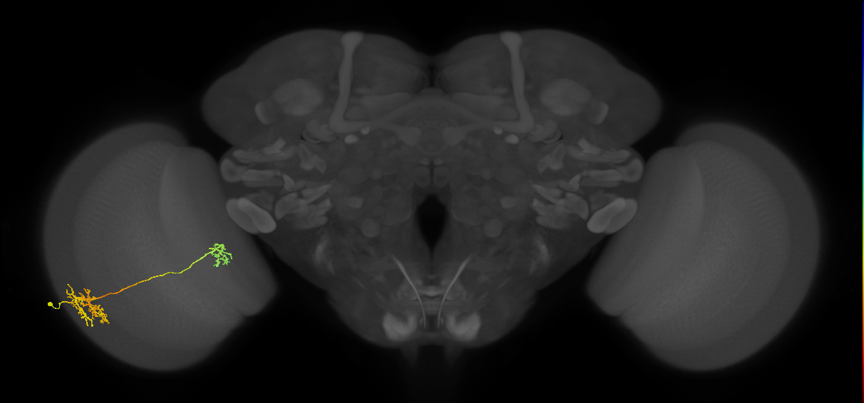 Tm36_L (MaleCNS:31207)