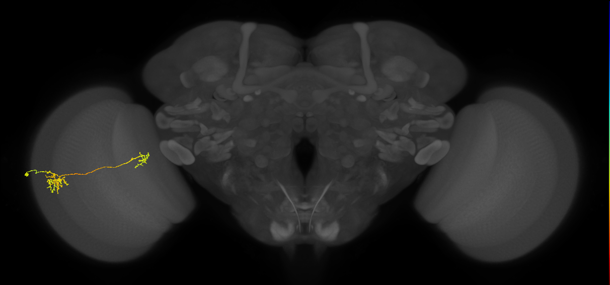Tm36_L (MaleCNS:527164)