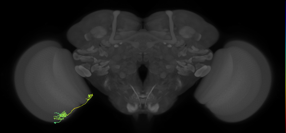 Tm36_L (MaleCNS:45273)