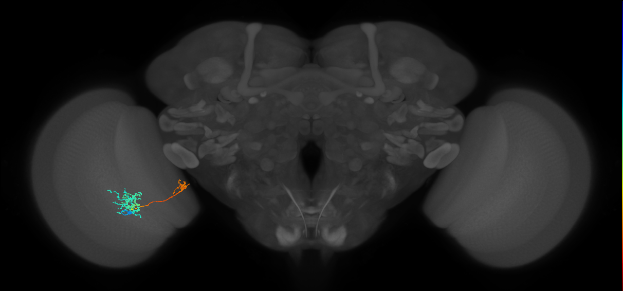 Tm36_L (MaleCNS:58151)