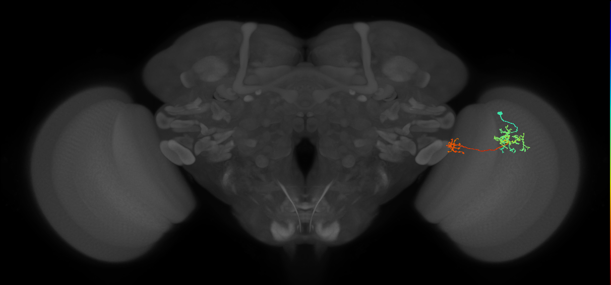 Tm36_R (MaleCNS:60180)