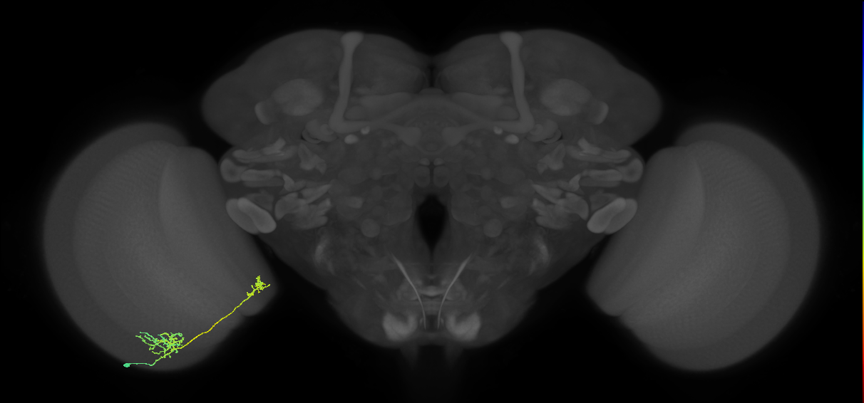 Tm36_L (MaleCNS:62681)