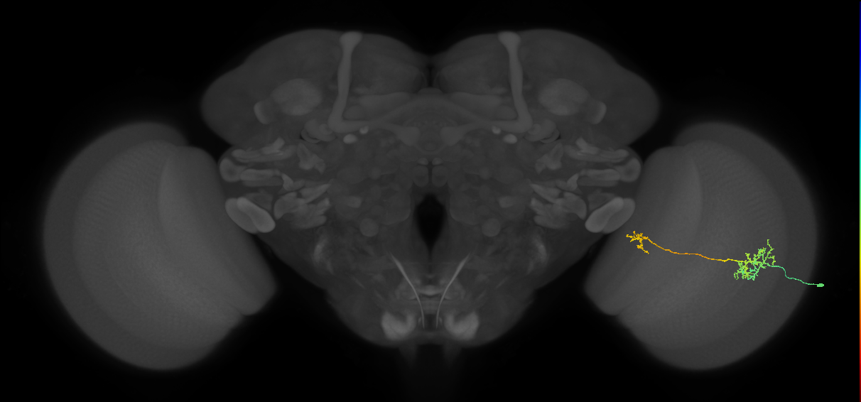Tm36_R (MaleCNS:77992)