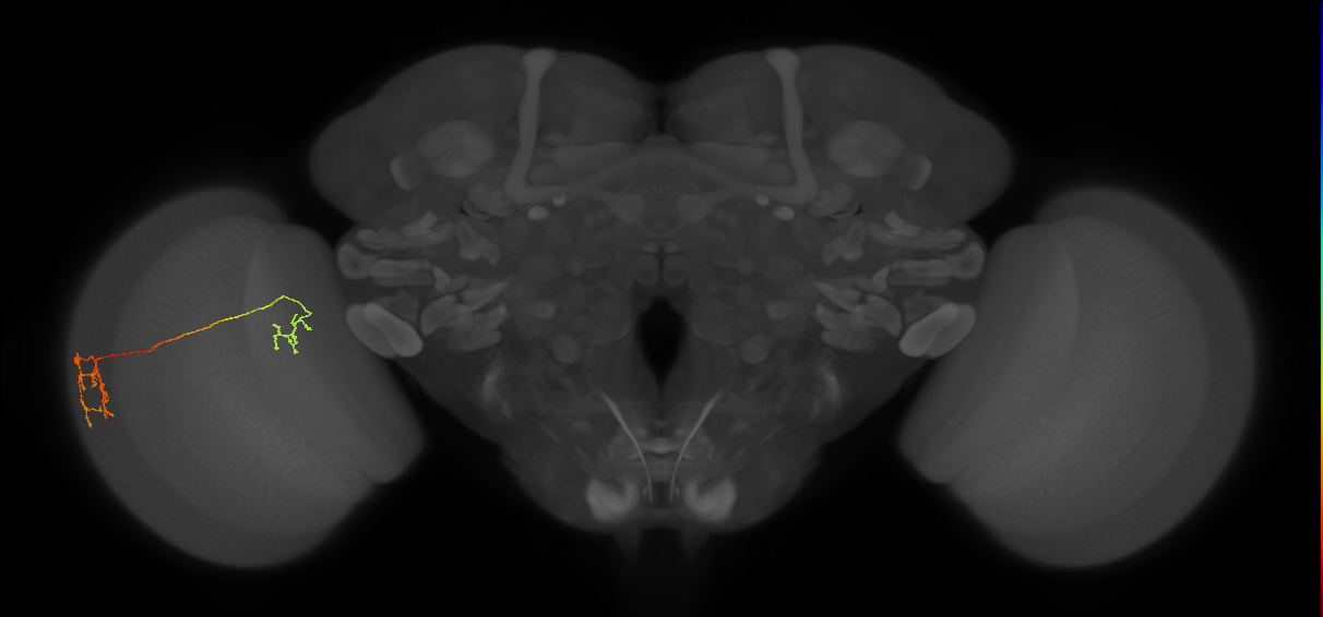 Tm36_L (MaleCNS:197084)