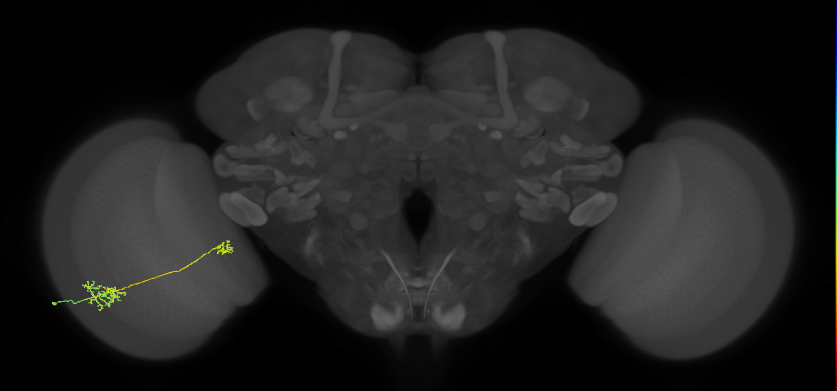 Tm36_L (MaleCNS:529391)