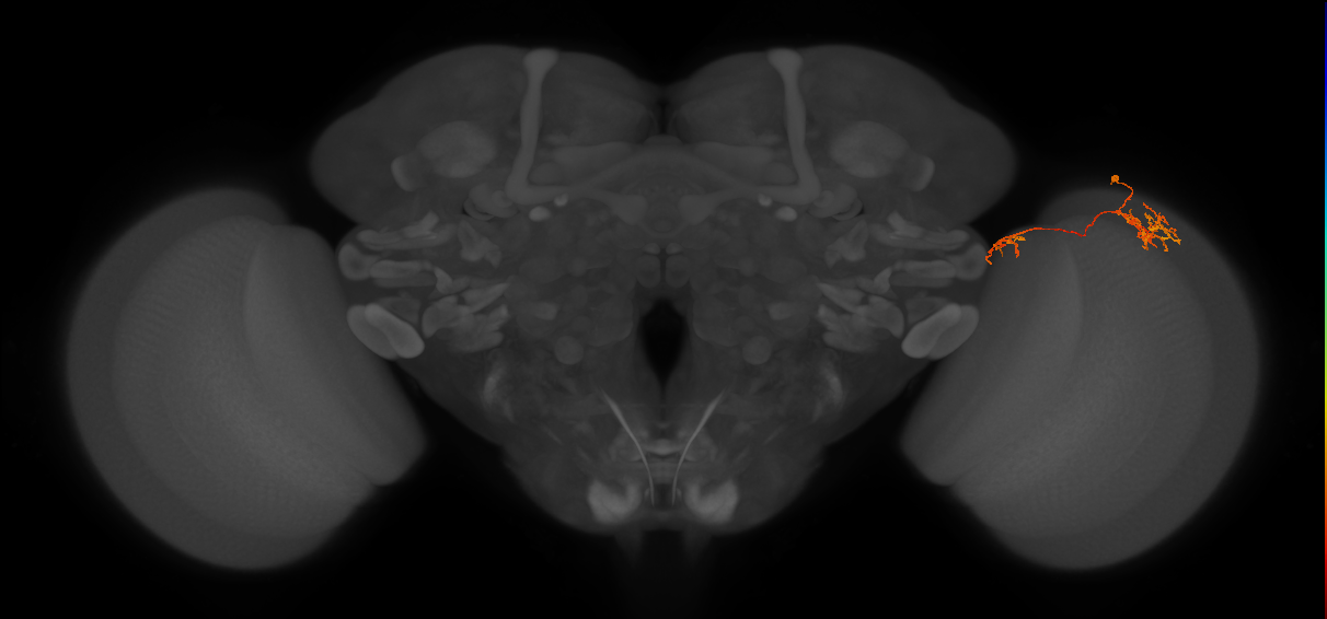 Tm36_R (MaleCNS:74595)