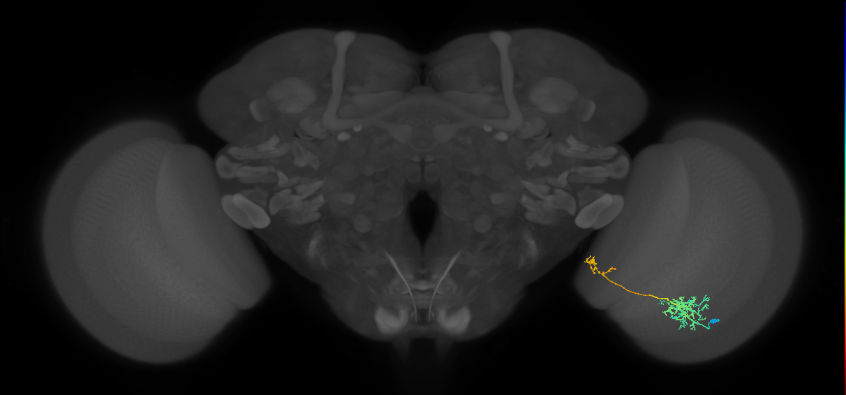 Tm36_R (MaleCNS:48238)