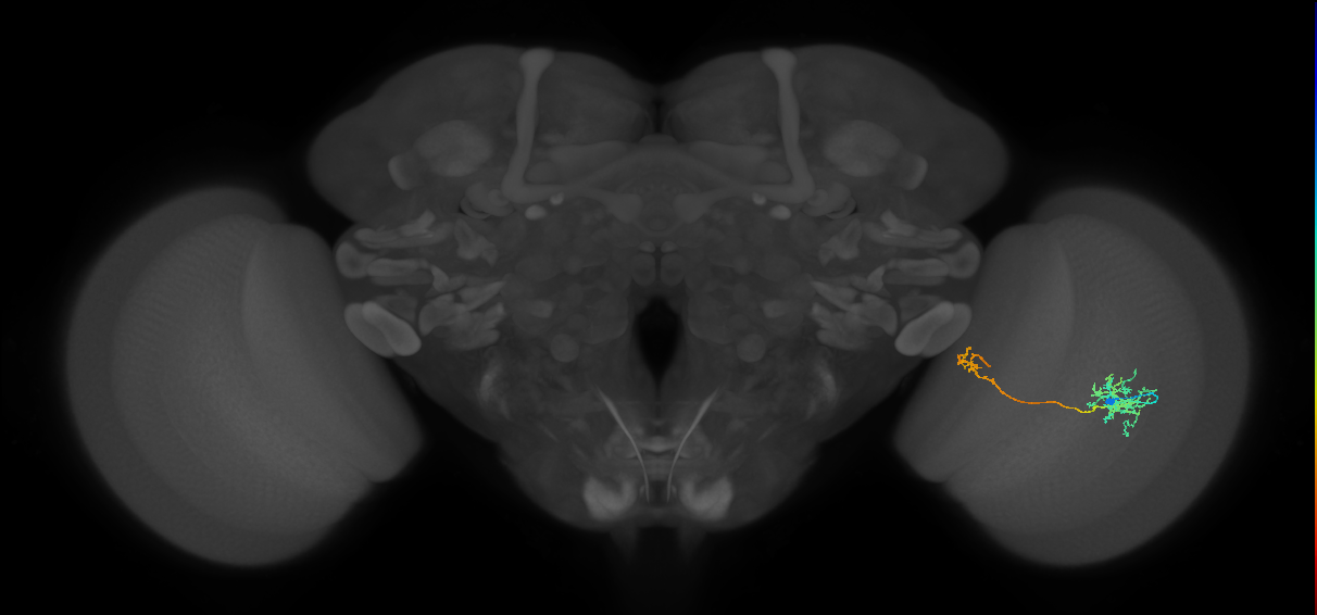 Tm36_R (MaleCNS:56432)