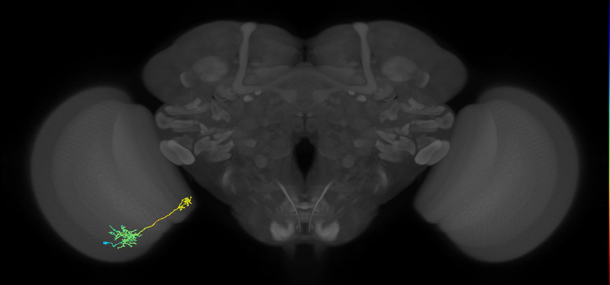 Tm36_L (MaleCNS:69081)
