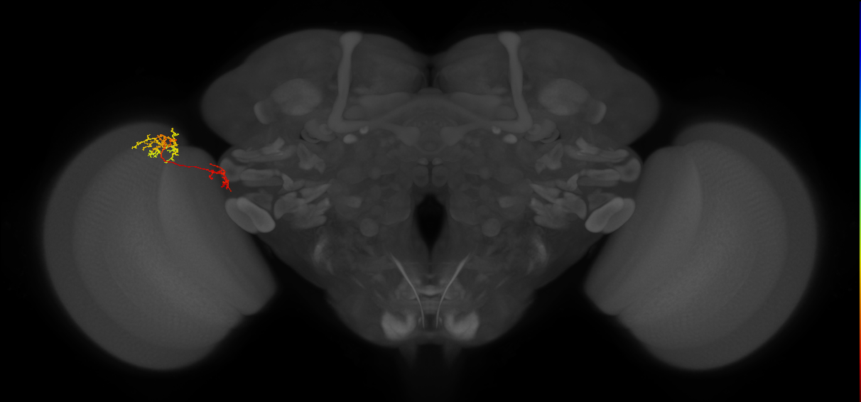 Tm36_L (MaleCNS:80825)