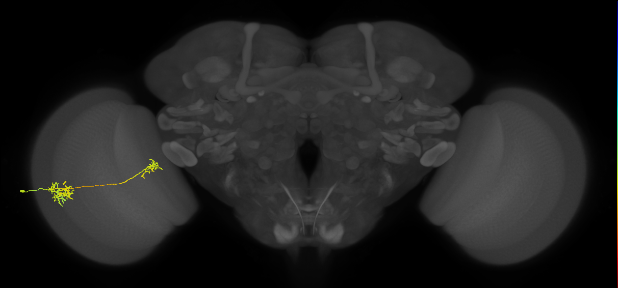 Tm36_L (MaleCNS:21196)
