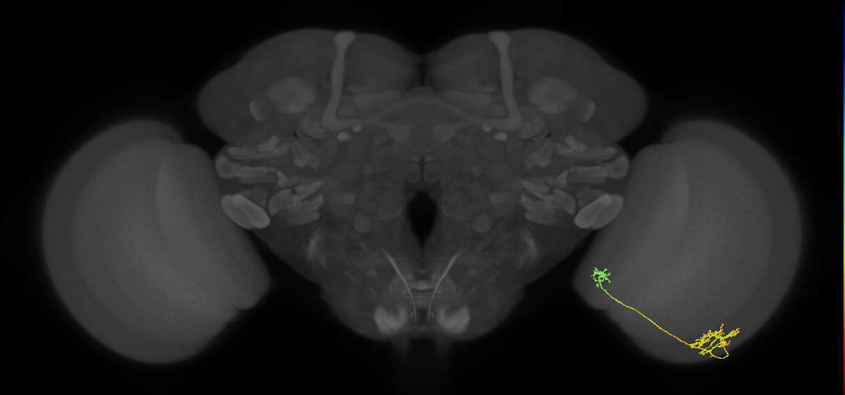 Tm36_R (MaleCNS:49780)