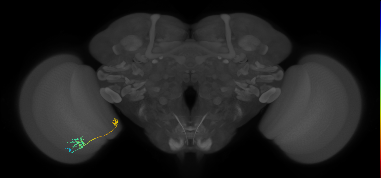 Tm36_L (MaleCNS:543462)