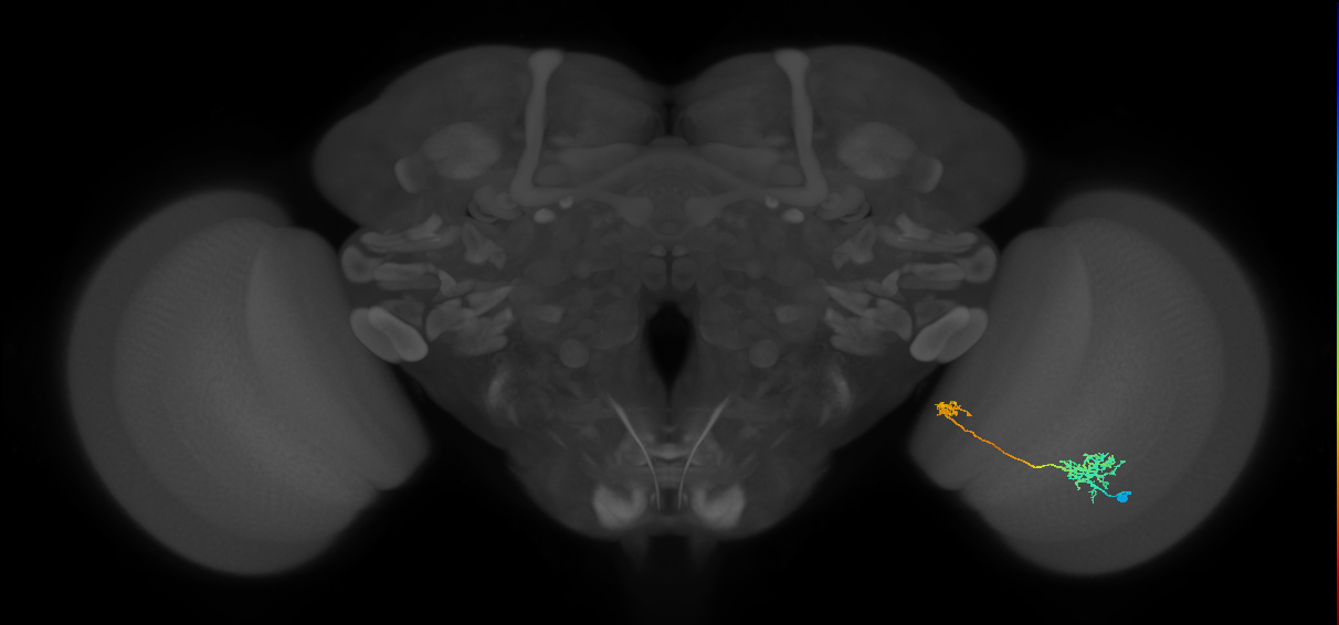 Tm36_R (MaleCNS:58101)