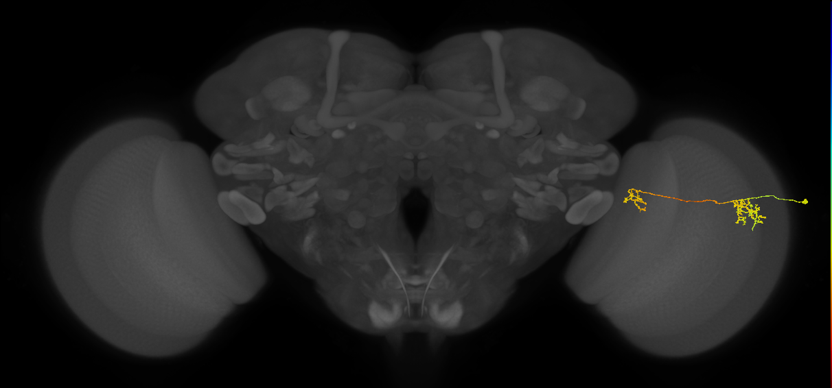 Tm36_R (MaleCNS:61251)