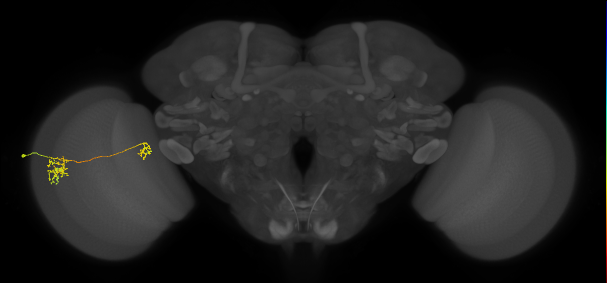 Tm36_L (MaleCNS:51832)