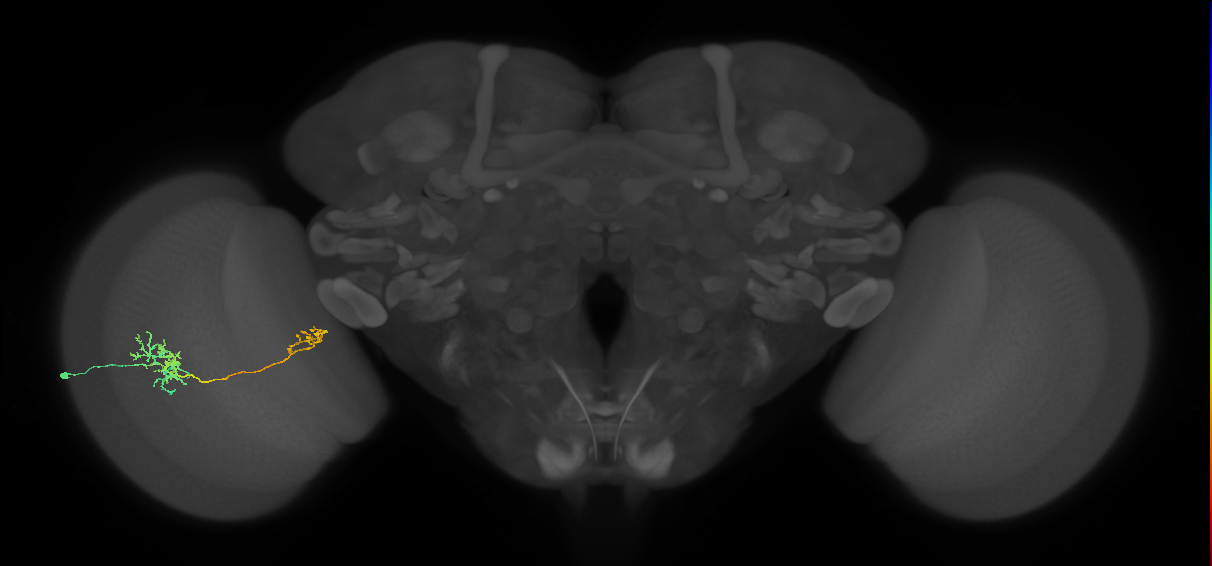 Tm36_L (MaleCNS:29997)