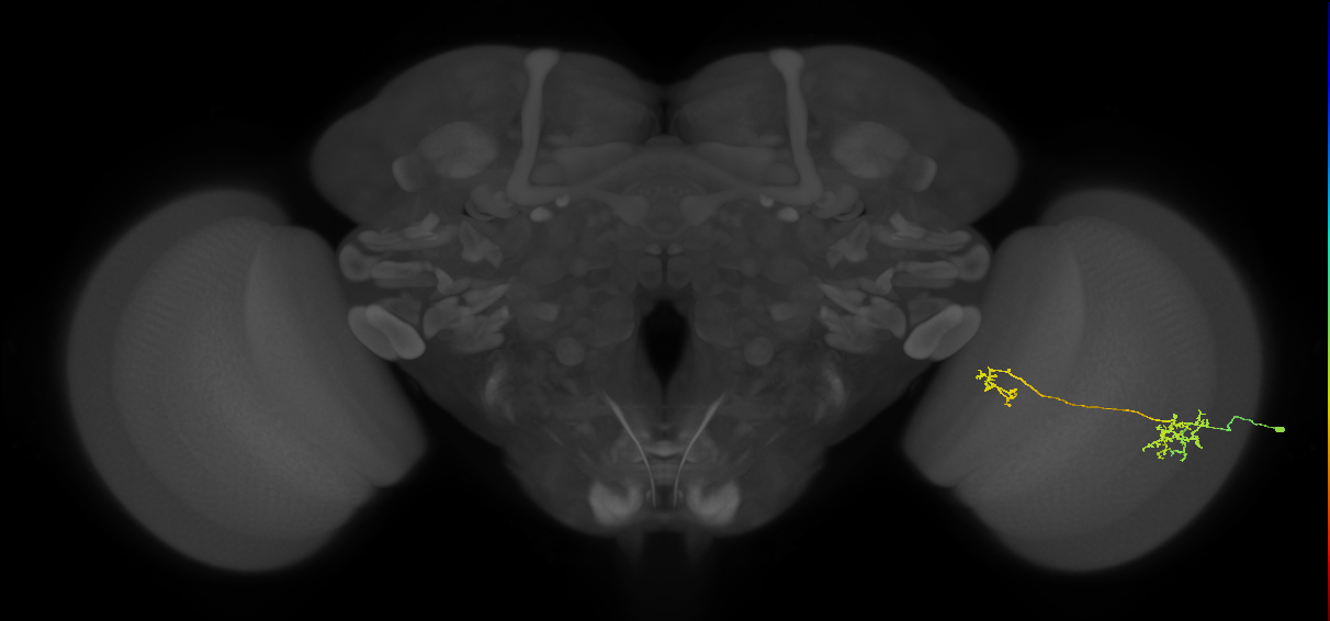 Tm36_R (MaleCNS:91941)