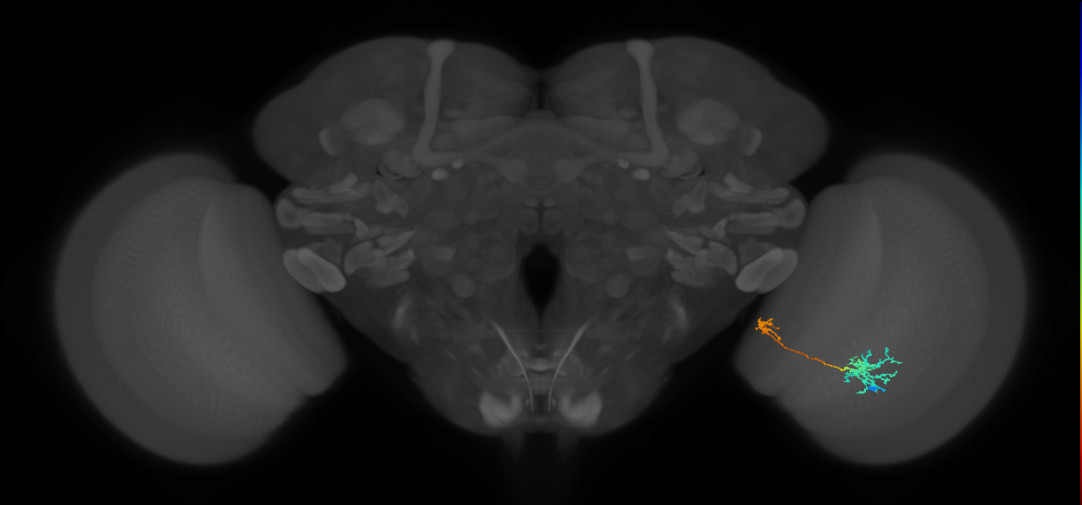 Tm36_R (MaleCNS:59580)