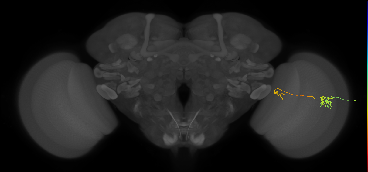 Tm36_R (MaleCNS:57300)