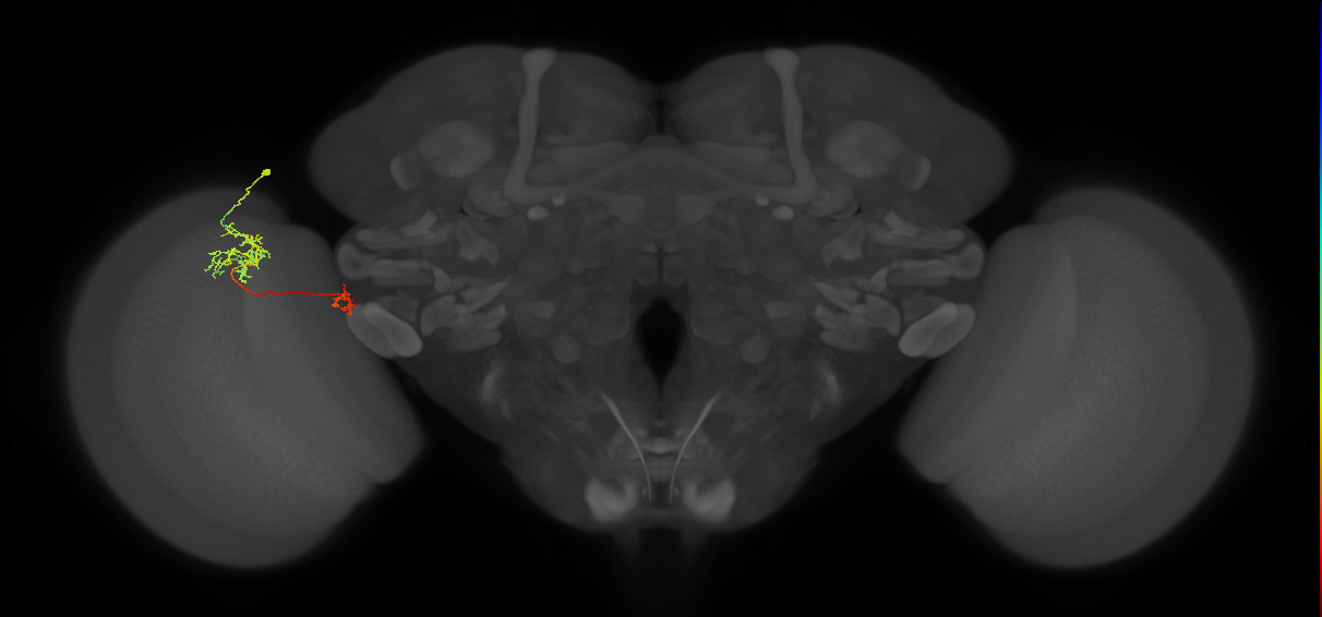 Tm36_L (MaleCNS:56015)